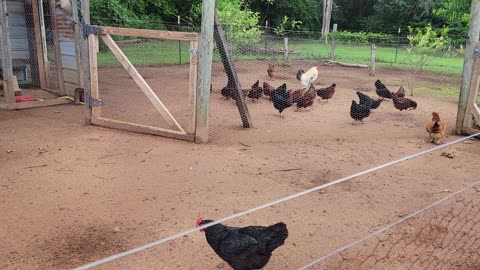 A predator takes some baby chicks.