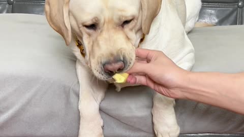 这狗天天啥活不干，就想着吃肉 This dog doesn't do anything every day, so he just wants to eat meat.