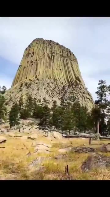 Petrified Giant Tree Stumps