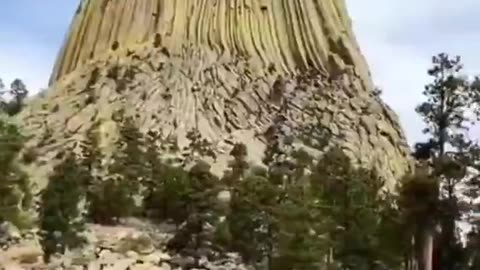 Petrified Giant Tree Stumps