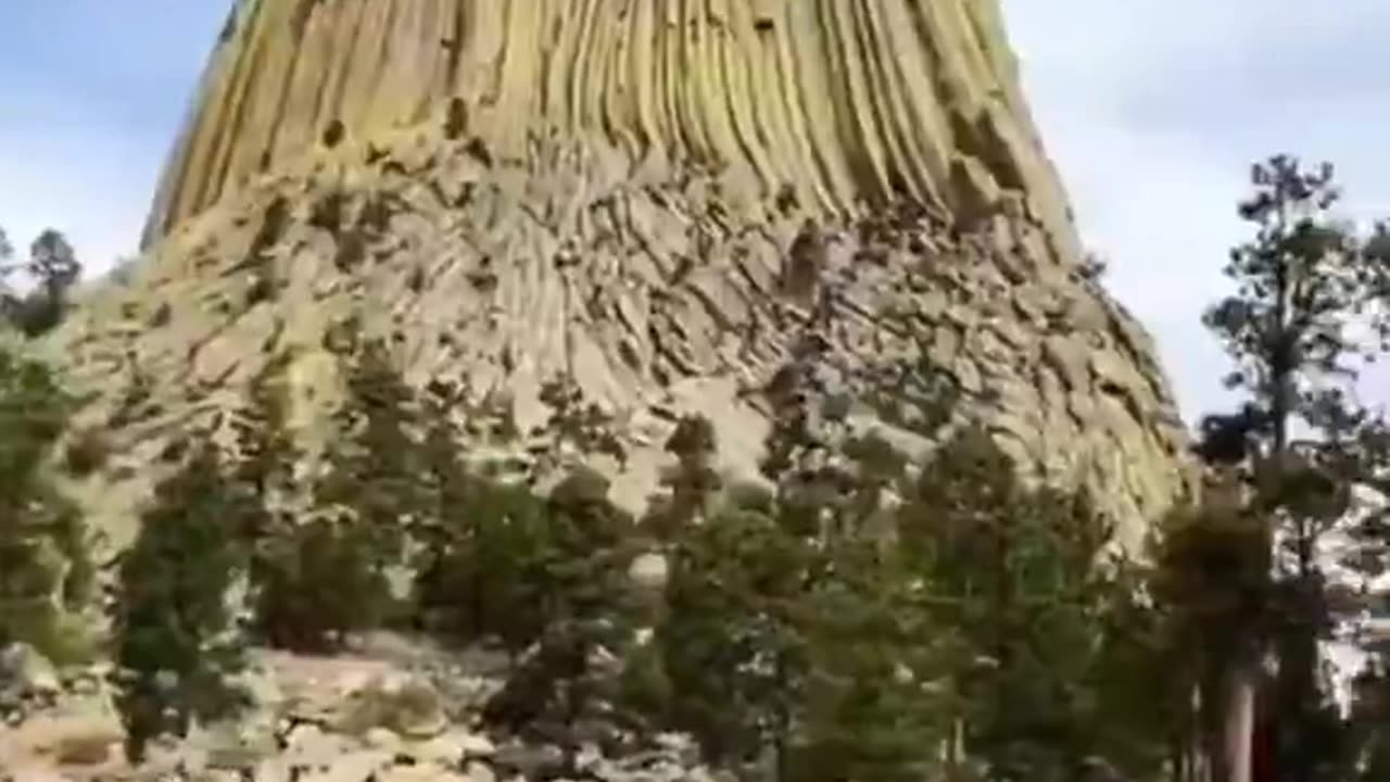 Petrified Giant Tree Stumps