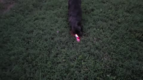George and his flashy ball at dusk
