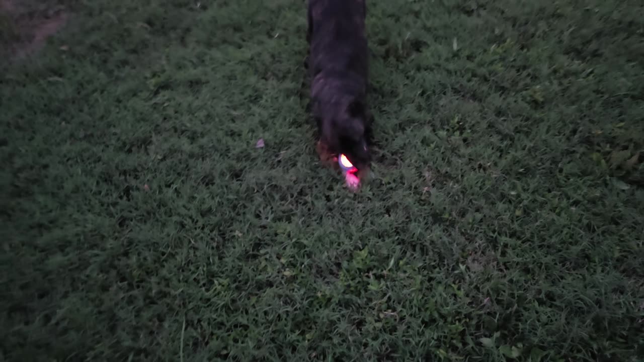 George and his flashy ball at dusk