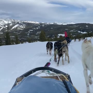Dog Sledding In Big Sky Country
