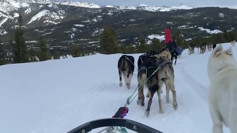 Dog Sledding In Big Sky Country