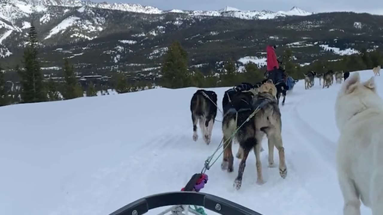 Dog Sledding In Big Sky Country