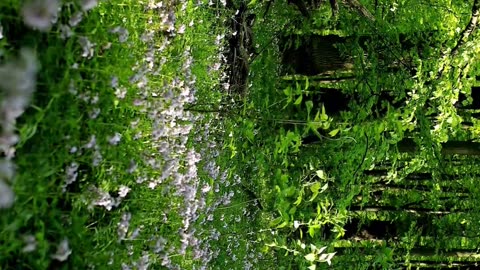 Beautiful forest video