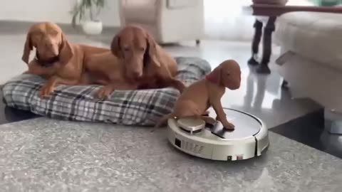 Cățelușul aventurier se plimbă pe aspiratorul iar prietenii lui mai mari îl privesc curioși! 🤖🐶😂