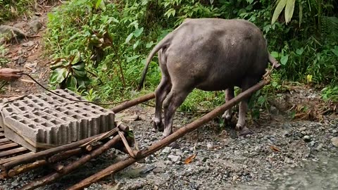 🇵🇭 Carabao Power! Expat in the Philippines Gets a Hollow Block Delivery the Traditional Way 🐃💪