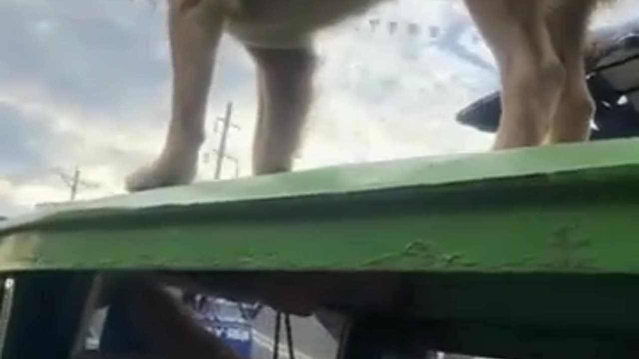 🐶😂 Air Doggos Need Me! | FunFM