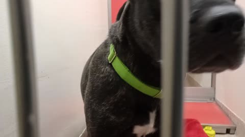 Sammie 3y A831861 kennel 137 PACC shelter he's getting into my heart, groovy brindle flair2025120391