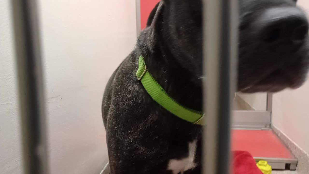 Sammie 3y A831861 kennel 137 PACC shelter he's getting into my heart, groovy brindle flair2025120391