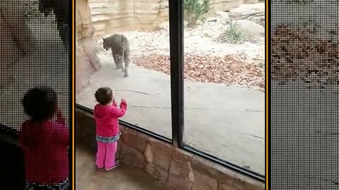 Funny baby and animals video