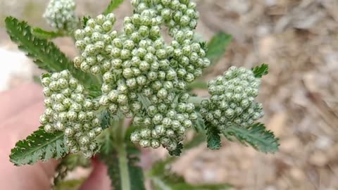 The Plant That Stops Bleeding-Yarrow