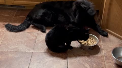 Void Cat and Void Dog Share Dinner