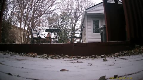 Wildlife Filmed By Haza PR800 Wild Camera, Levagood Area, Dearborn, Mich, Nov. 27 To Dec. 2, 2025