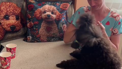 Poodle Flicks Every Target