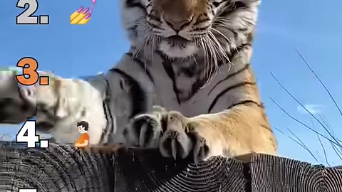 Ranking Best Big Cat Housecats Moments #funnydogs #catvideos #cats