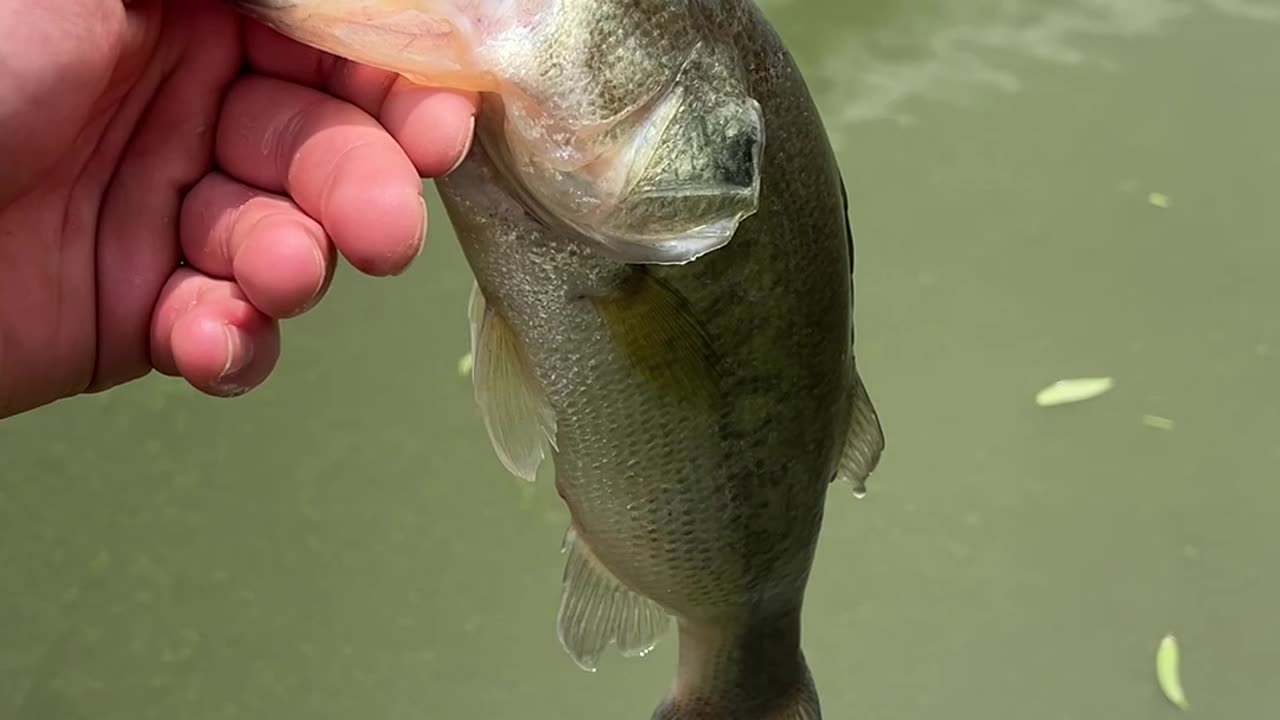nice bass