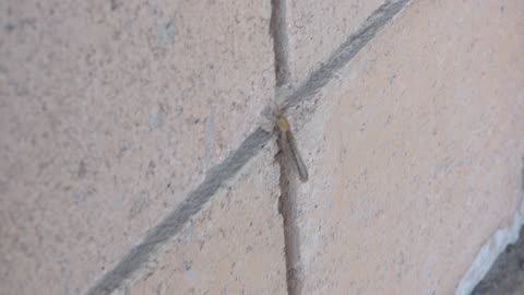 More of the blurry damselfly resting