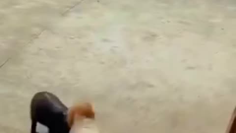 Cat 🐈 😺 Vs 🐖🐷 pigs 🤣 funny videos