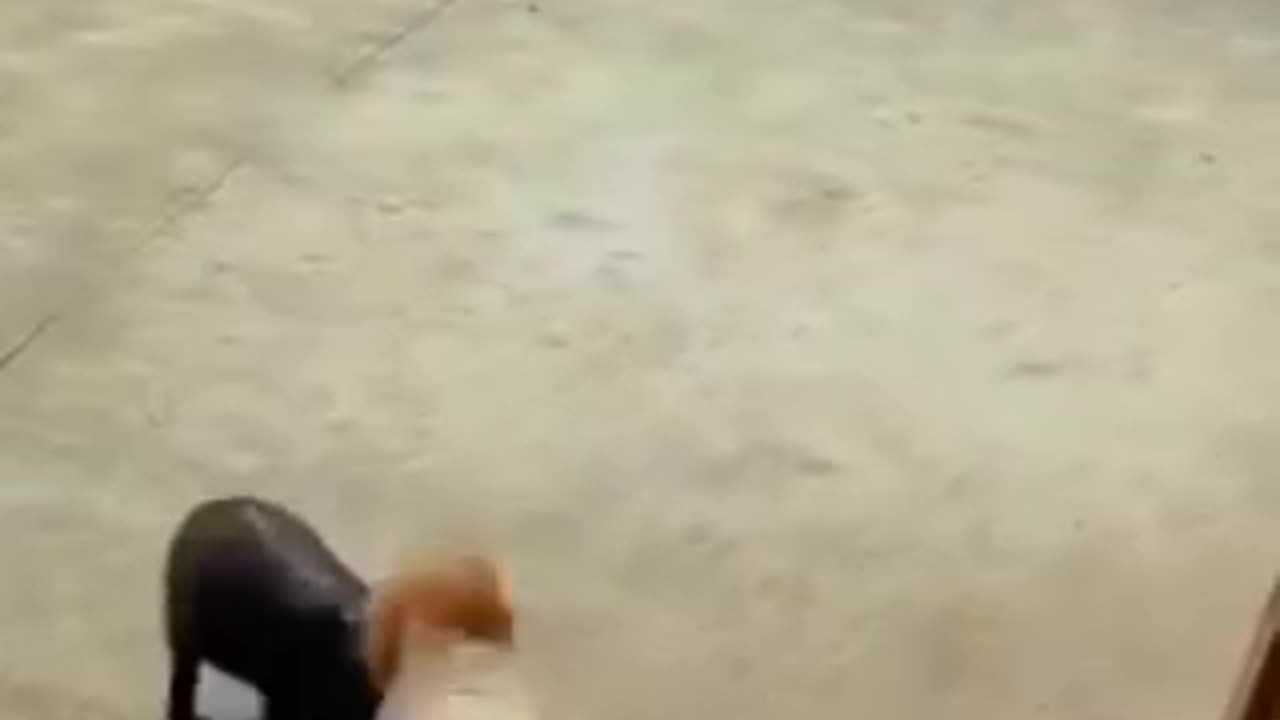 Cat 🐈 😺 Vs 🐖🐷 pigs 🤣 funny videos