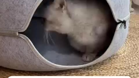 Donut Cat Nest Round Woolen Pet Tunnel