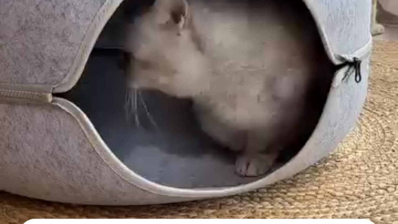 Donut Cat Nest Round Woolen Pet Tunnel