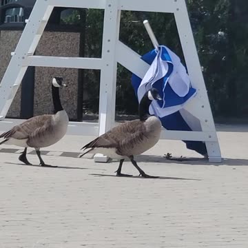Two geese at poolside.