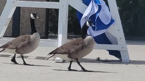 Two geese at poolside.