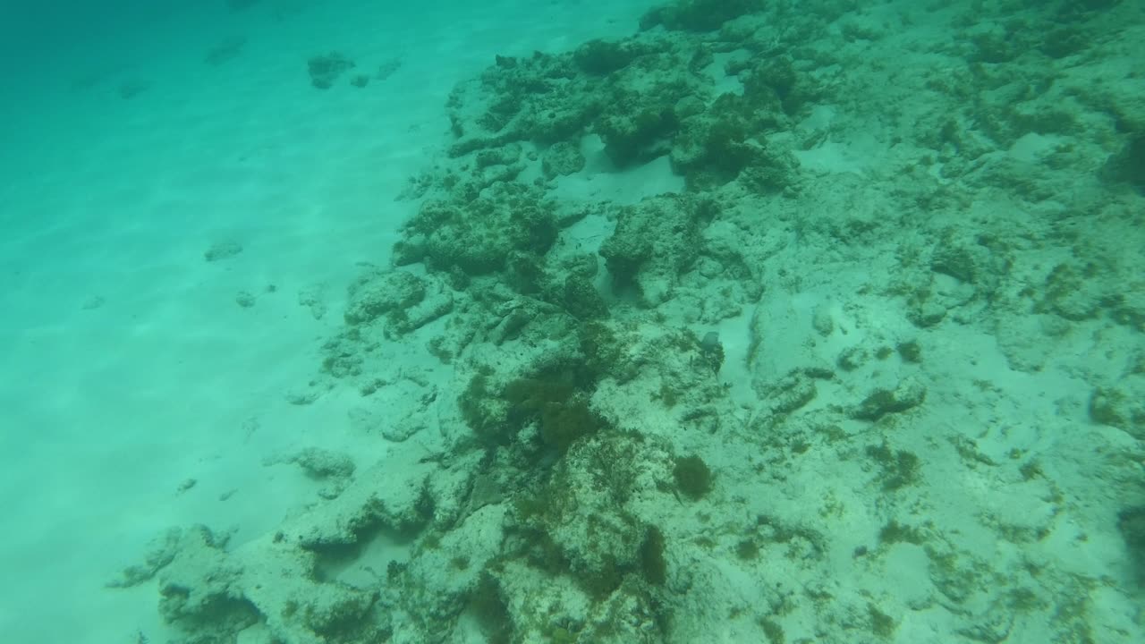 Stunning Ocean Surgeonfish Spotted While Snorkeling in St. John, USVI