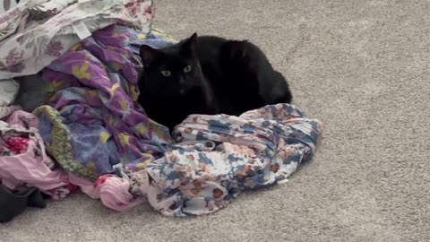 Cute Precious Piper Helps with the Laundry - Adopting a Cat from a Shelter Vlog