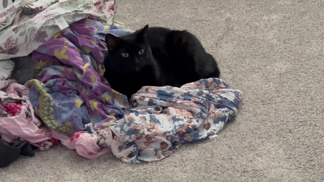 Cute Precious Piper Helps with the Laundry - Adopting a Cat from a Shelter Vlog