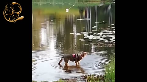 Funny Dog Jokes Videos - Funny Animals Videos Fails & Jokes Best Of Try Not To Laugh 😉