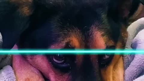 Funny animals videos