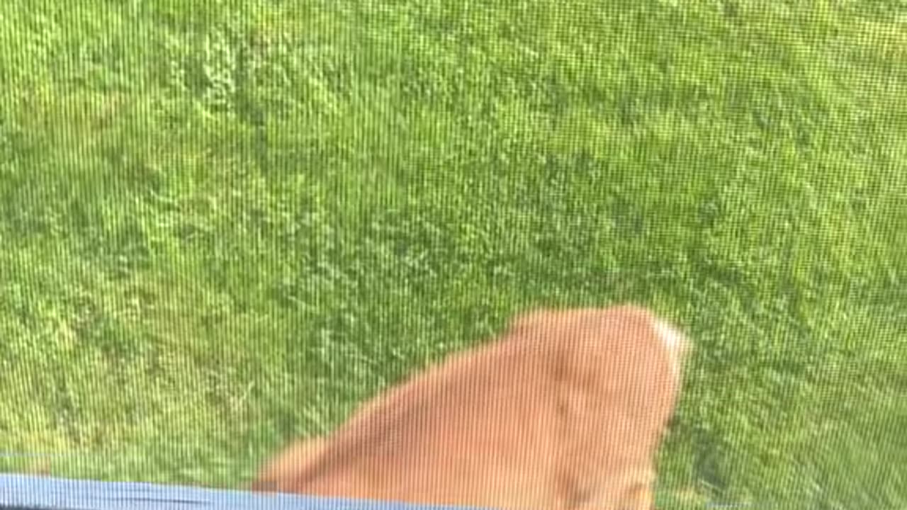 Backyard Is Safe Space For Birds And Fawn
