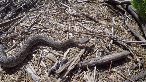 Rattlesnake Rattling