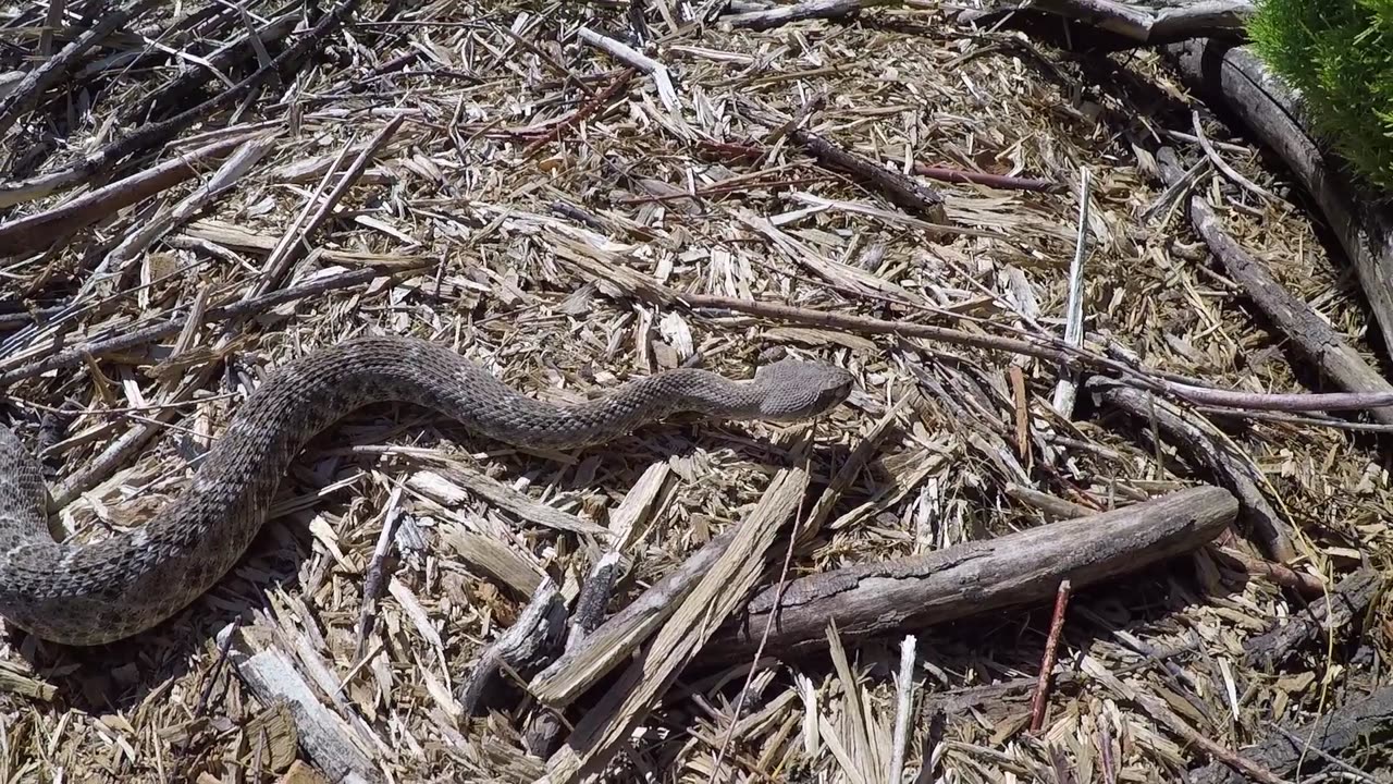 Rattlesnake Rattling