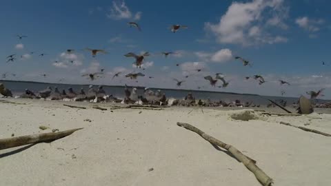 Red Knot birds (and others) feasting on horseshoe crab eggs