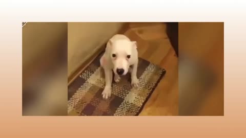 So funny animal videos