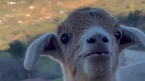 Goat Gang