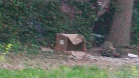 Three raccoons
