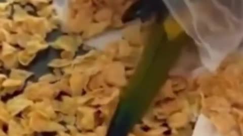 Funny Animal Video