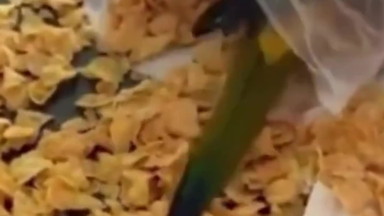 Funny Animal Video
