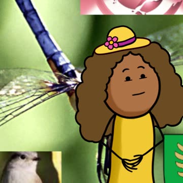 o-picapau-e-o-pinto.mp4