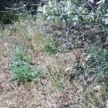 Ukraine war raw footage 5/31/25