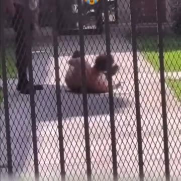 Firework slaps 😭😭