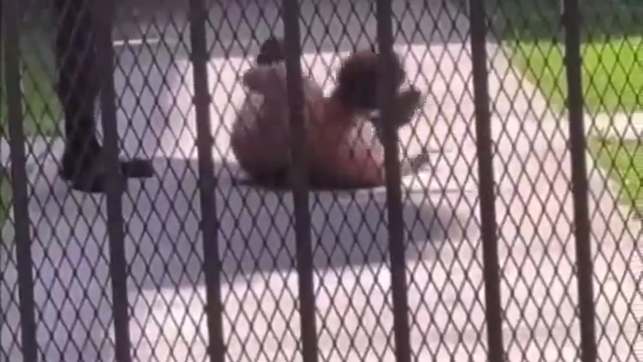 Firework slaps 😭😭