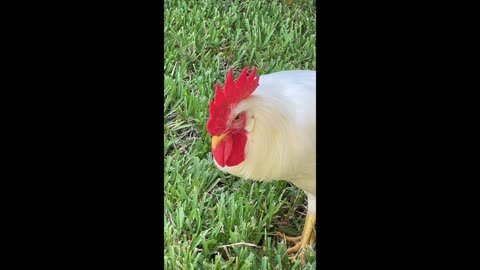Neighborhood Rooster