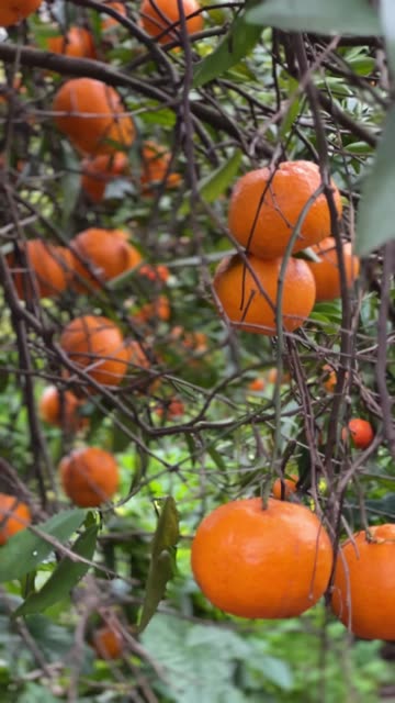 Steve does a taste test! 😋